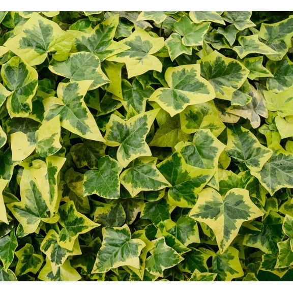 CZ Grain 30 English Ivy Plant Seeds, Easy to Grow