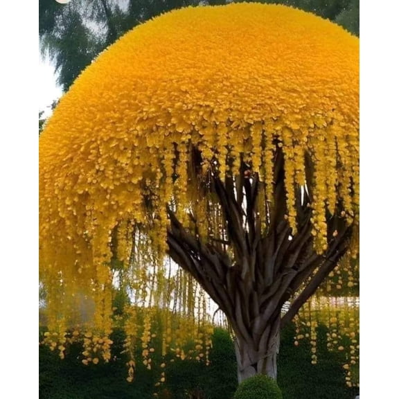 Golden Shower Tree Seeds for Planting (30 Seeds) - Stunning Weeping Yellow Blooms