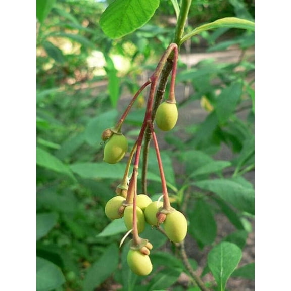 CZ Grain 30 Indian Plum Tree Oemleria Cerasiformis Plant Seeds