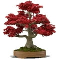 thumbnail image 1 of CZ Grain 30 Japanese Red Maple Bonsai Tree Plant Seeds, 1 of 3