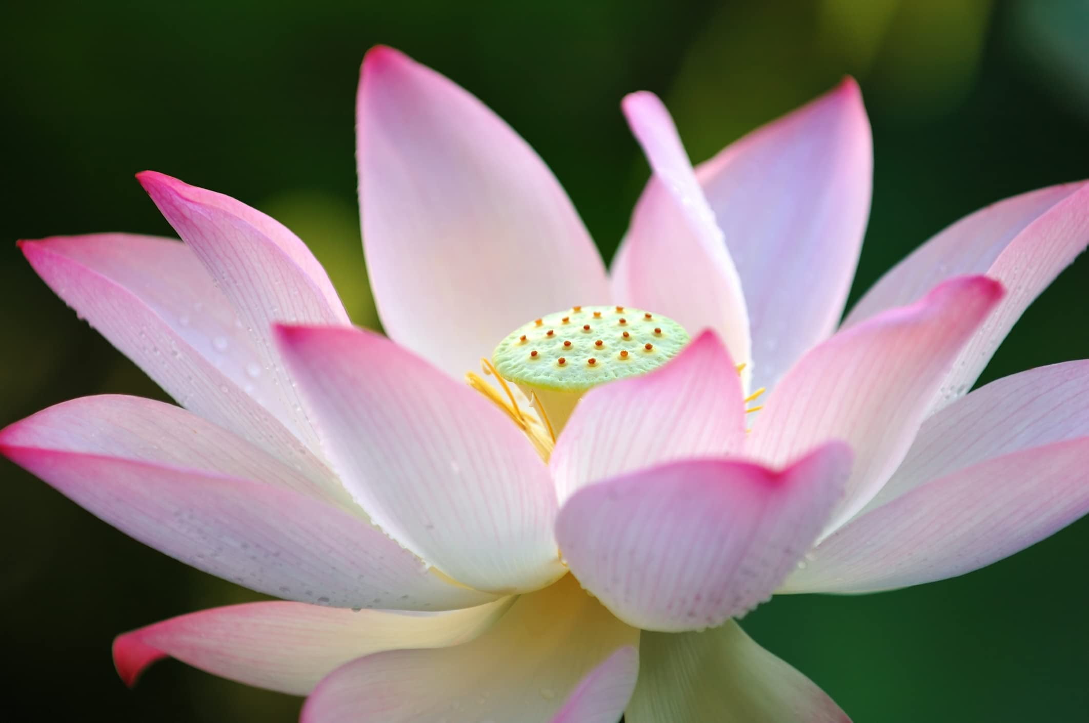 CZ Grain 30 Lotus Seeds Plant Seeds, Exotic Aquatic Flower