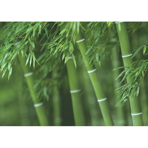 CZ Grain 300+ Giant Bamboo Plant Seeds