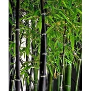 CZ Grain 300+ Rare Black Bamboo Seeds for Planting, Exotic, Fast Growing
