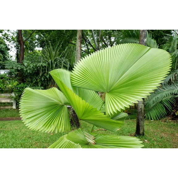 CZ Grain 5 Fiji Fan Palm Pritchardia Pacifica Plant Seeds