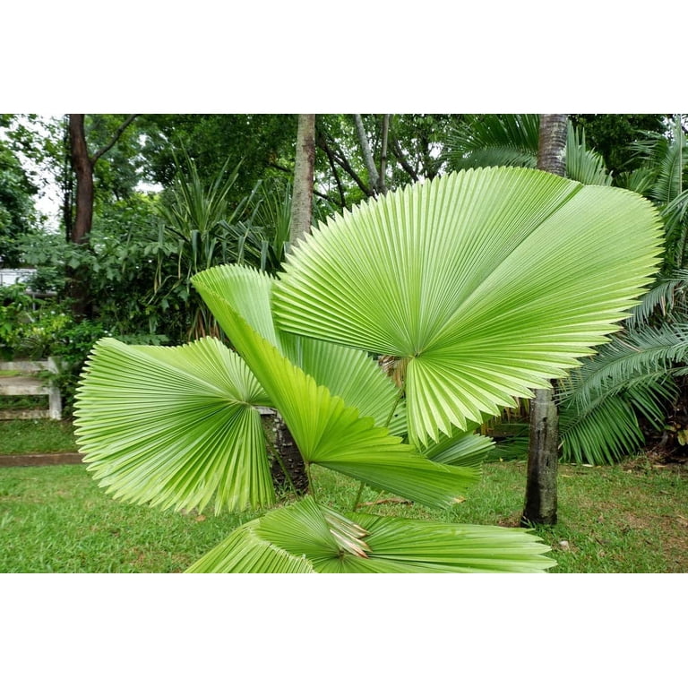 flowering zz plant Super Nova ZZ Plant – Lichtenfelt's