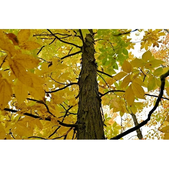 Shagbark Hickory Tree Seedlings for Planting - No Ship to California (5 Seedlings)