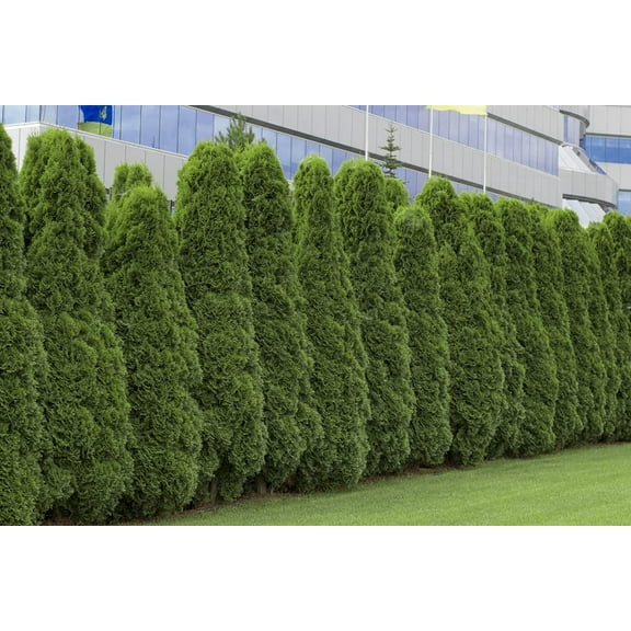 CZ Grain 50 American Arborvitae Tree Seeds