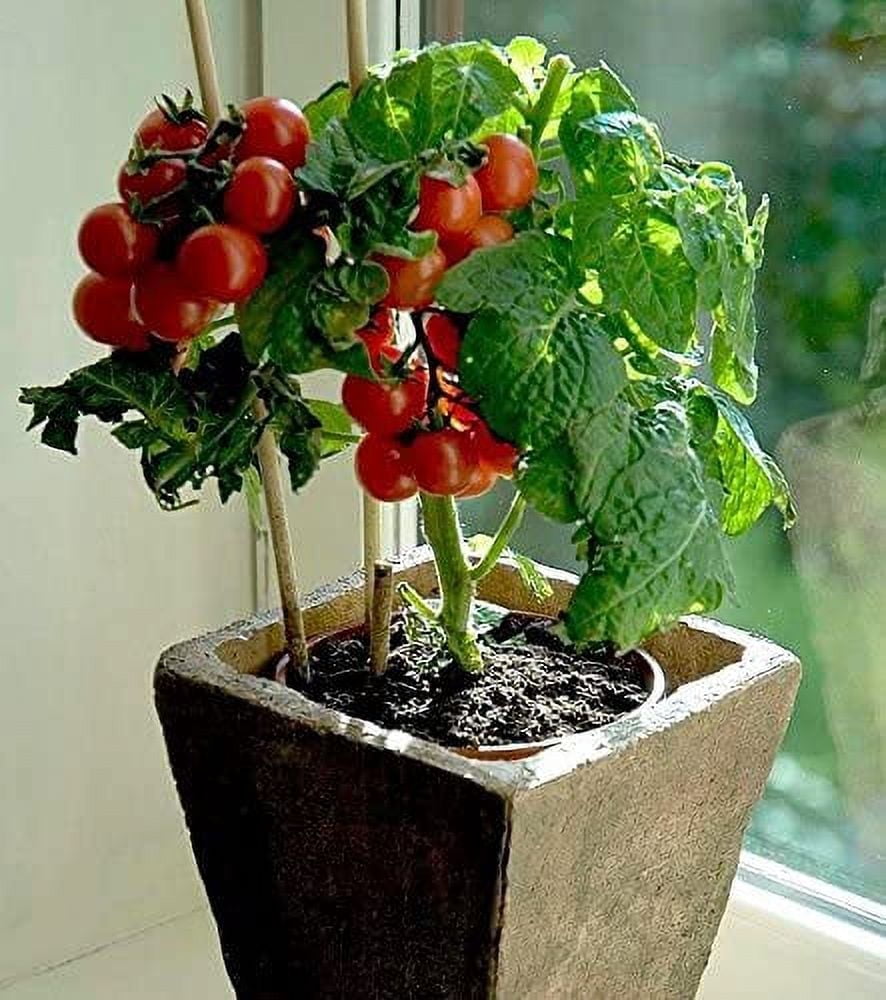 Bonsai Tiny Tim Tomato Seeds - 50+ Seeds - Grow Indoor Exotic Edible Bonsai  Vegetables - Made in USA. Ships from Iowa - Walmart.com
