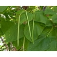 thumbnail image 1 of CZ Grain 50 Catalpa Plant Seeds, Beautiful Tree, 1 of 3