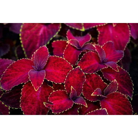 CZ Grain 50 Coleus Red Velvet Plant Seeds, Inside Bonsai Trees