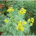 thumbnail image 1 of CZ Grain 50 Common Rue Plant Seeds, GMO Free, Open Pollinated, Made in USA, 1 of 4