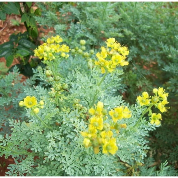 CZ Grain 50 Common Rue Plant Seeds, GMO Free, Open Pollinated, Made in USA
