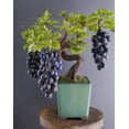 thumbnail image 1 of CZ Grain 50 Grape Bonsai Tree Vitis Vinifera Plant Seeds, 1 of 2