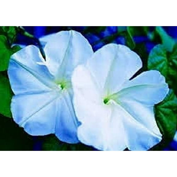 CZ Grain 50 Moonflower Seeds, Exotic Night Blooming
