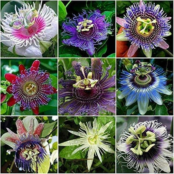 CZ Grain 50 Passion Flower Plant Seed, Great for Bonsai