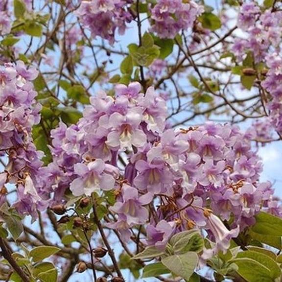 CZ Grain 50 Royal Empress Tree Seeds 50, Blooms Blue to Purple