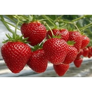 10 Ruby Charm Strawberry Plants - Fruit Very Firm, Sweet, High Yields 10 Plants