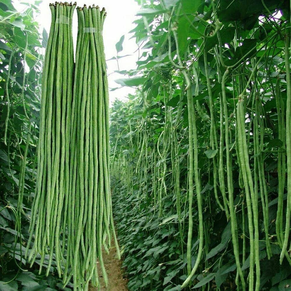 Line Beans Yard Long Bean Seeds Asian Vegetable Long Bean String Beans (50 Seeds ...