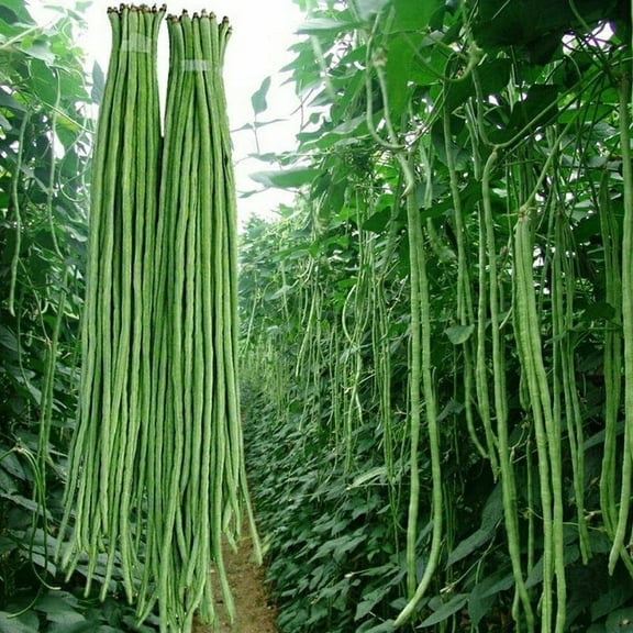 Yard Long Bean Seeds Asian Vegetable Long Bean String Beans (50 Seeds)