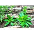 thumbnail image 1 of CZ Grain 500 Culantro Plant Seeds, Non-GMO, 1 of 3