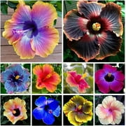 CZ Grain 500 Mixed Hibiscus Flower Seeds, Huge Vibrant Flowers, Non-GMO Heirloom