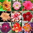 thumbnail image 1 of CZ Grain Adenium Mixed 10+ pcs Double Petals Colorful Bonsai Desert Rose Seeds, 9 Types, 1 of 1