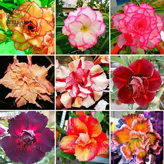 CZ Grain Adenium Mixed 10+ pcs Double Petals Colorful Bonsai Desert Rose Seeds, 9 Types