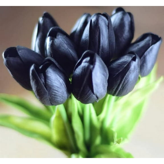 CZ Grain Black Tulip Plant Bulbs (10 Count), Queen of The Night Variety
