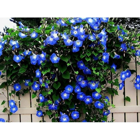 CZ Grain Blue Morning Glory Plant Seeds, Rare Vine Plant