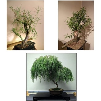 Explore Weeping Willow and Bonsai Trees for Your Garden and Patio