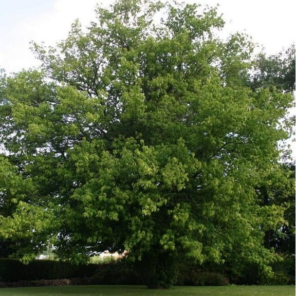 CZ Grain Boxelder Maple Tree Seedlings (5 Pack), Ready to Plant Seedlings