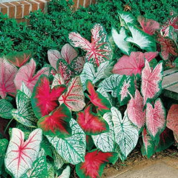 CZ Grain Caladium Plant Bulbs (6 Count), Easy to Grow