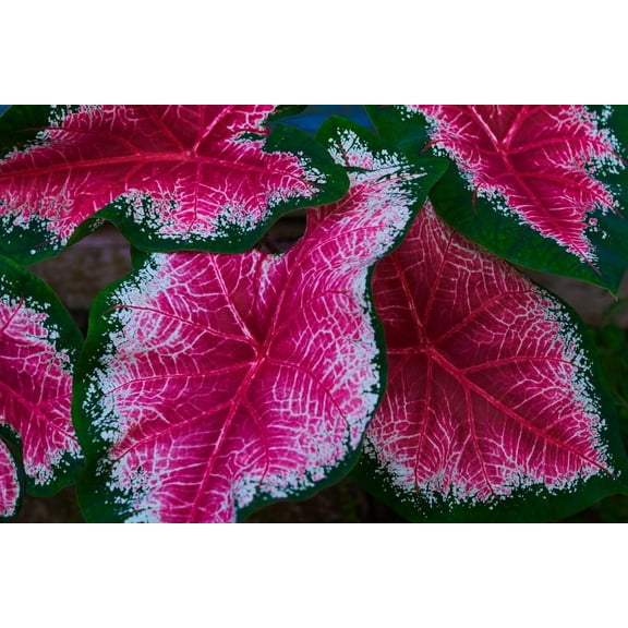 CZ Grain Caladium Plant Bulbs (6 Count), Perennial