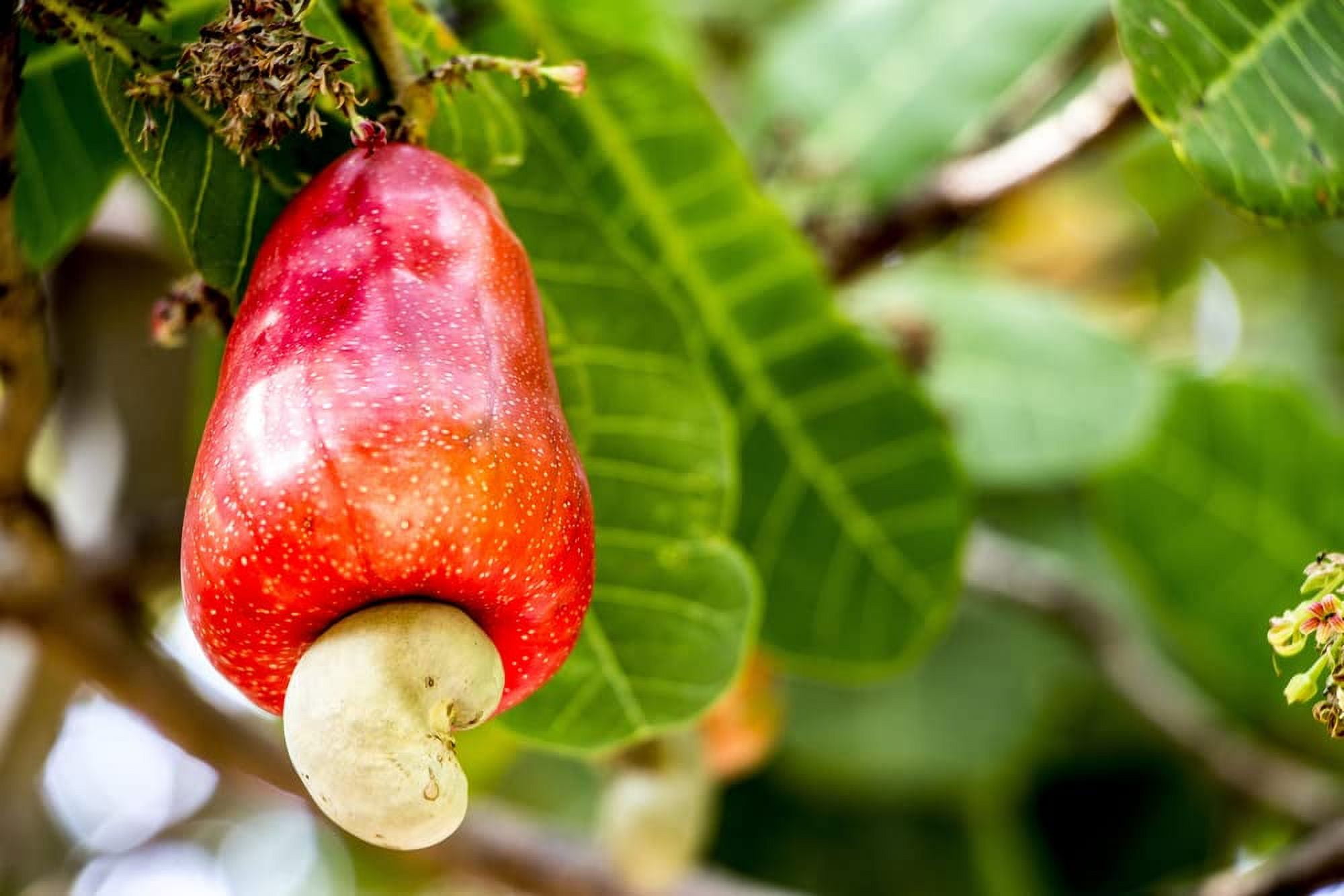 Cashew Nuts Growing On A Tree Stock Photo - Download Image Now - 2015,  Agriculture, Cashew - iStock, image size:2000x1334