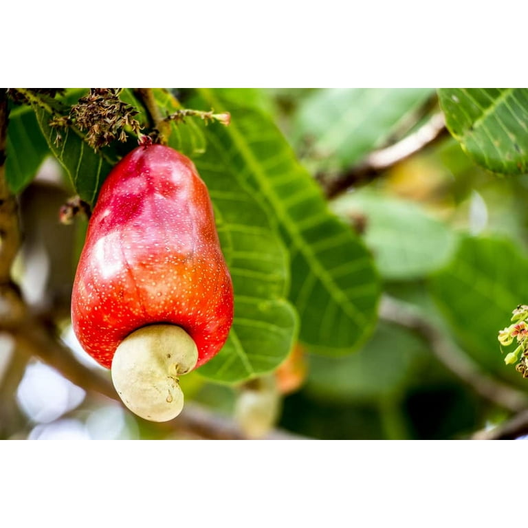 CZ Grain Cashew Tree Seeds for Planting (6 Pack), Anacardium