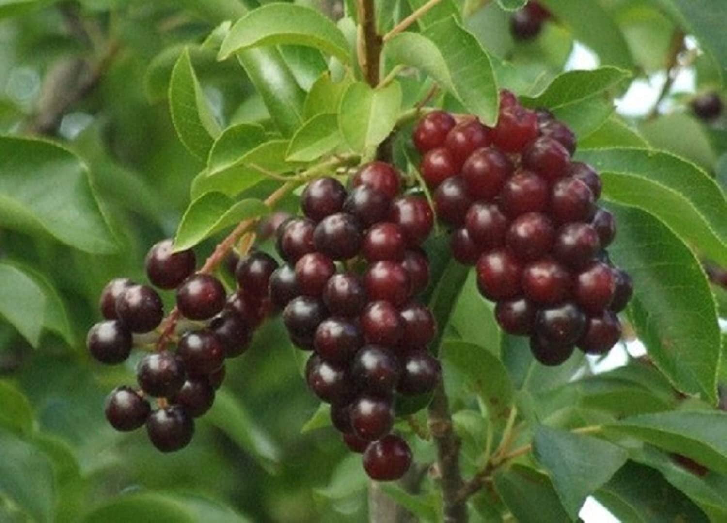 Choke Cherry Bush Seedlings For Planting Photo Inspiration