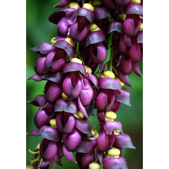 5 Vine Seeds for Planting - Grow Amazing Vines for Landscaping, Wall or Fence Vines (Climbing Jade)