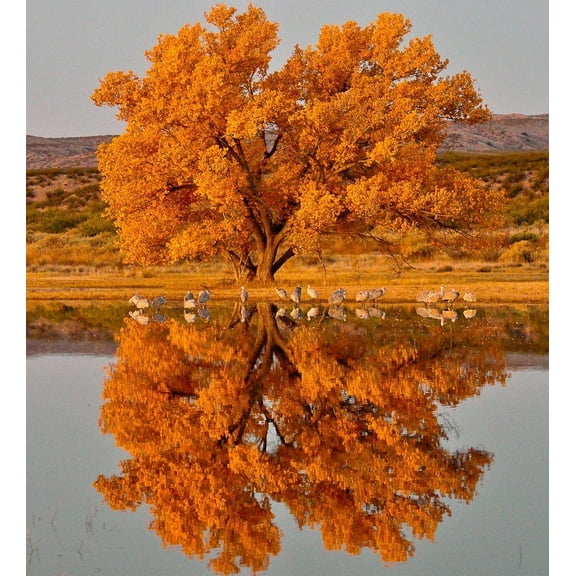 CZ Grain Cottonwood Live Tree