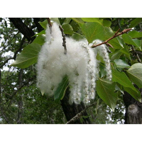 CZ Grain Cottonwood Tree Cuttings , Fast Growing Trees for Shade (2 Cuttings)