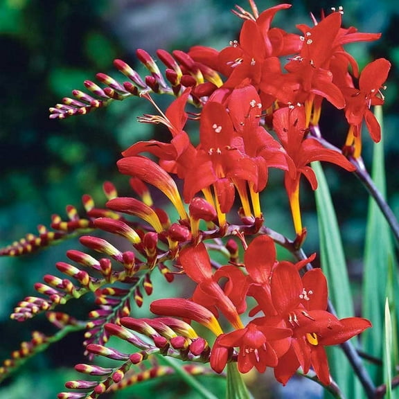 CZ Grain Crocosmia Lucifer Large Size Bulbs (6 Count), Red Flowering Perennial
