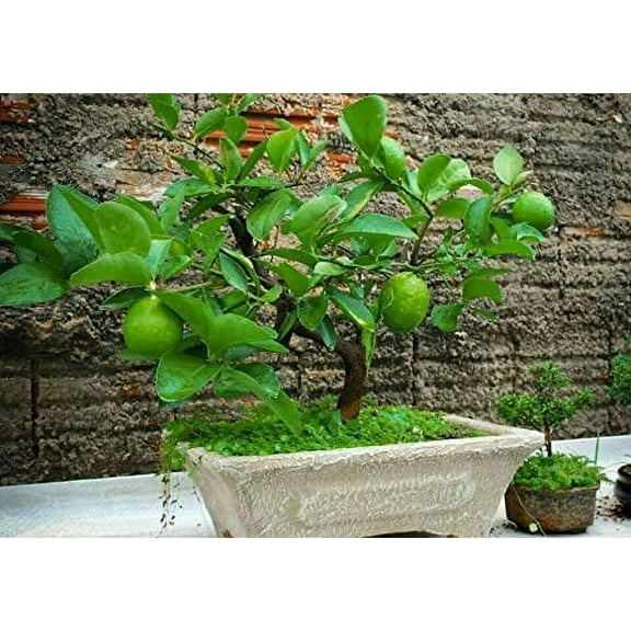 CZ Grain Dwarf 20+ Lime Seeds Plant Seeds, Unique Edible Fruit