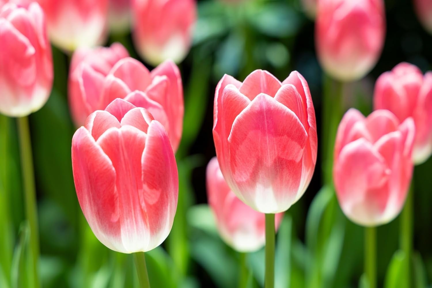 Pink Ardour Tulip Bulbs for Planting Top Size Bulbs, Stunning Spring Color, Perennial Flowers (10 Bulbs)