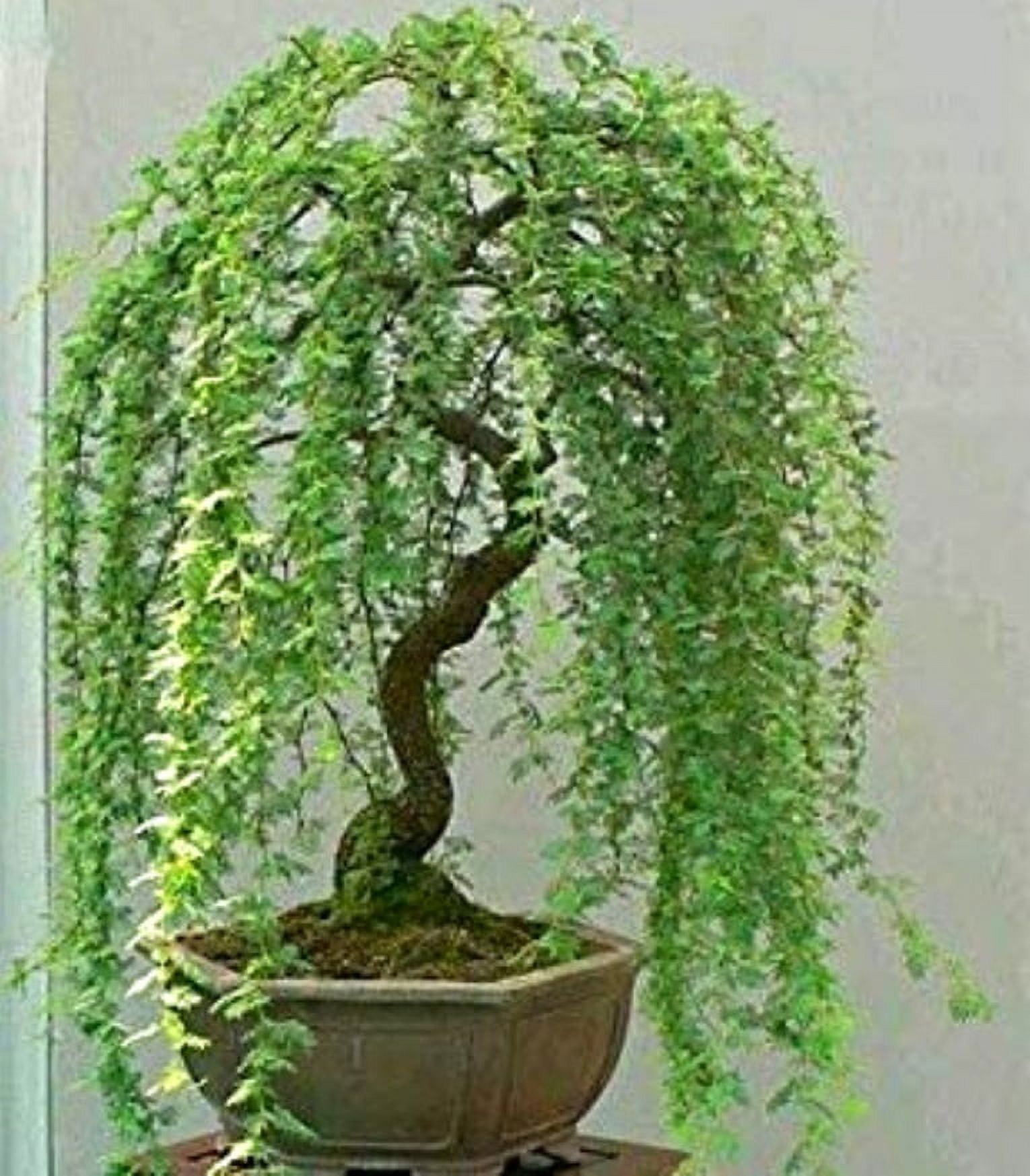 CZ Grain Dwarf Green Weeping Willow 12" Live Plants, Fast Growing Bonsai