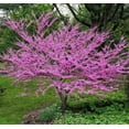 thumbnail image 1 of CZ Grain Eastern Redbud Live Tree, 1 of 3