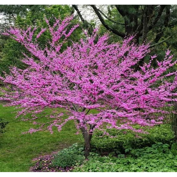 CZ Grain Eastern Redbud Live Tree