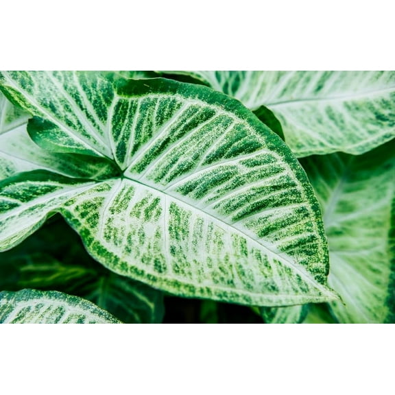 CZ Grain Elephant Ear Perennial Hosta Caladium Plant Bulbs (6 Count), Stunning Color Fast Grower