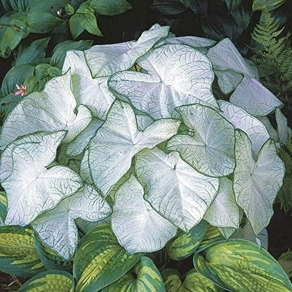 CZ Grain Fancy Caladium Plant Bulbs (2 Count), Easy & Fast Growing