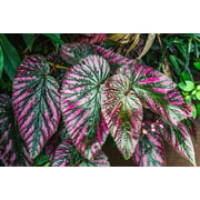 CZ Grain Festiva Caladium Plant Bulbs 6 Count, Stunning Color Fast Grower