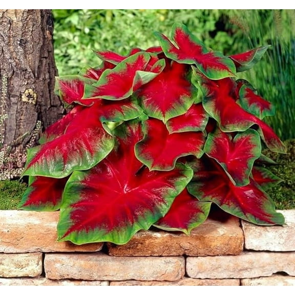 CZ Grain Florida Cardinal Caladium Plant Bulbs (10 Count), Suitable for landscaping