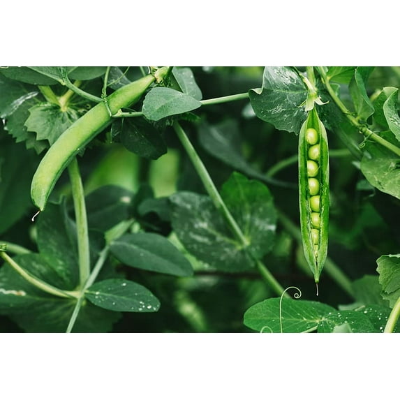 CZ Grain Food Plot Seeds for Planting - Grow Food for Deer, Turkey, Elk, Phesants, Quail and Other Wild Game (Forage Peas - 8 Oz.)